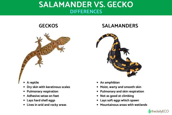 Salamander vs. Gecko Differences