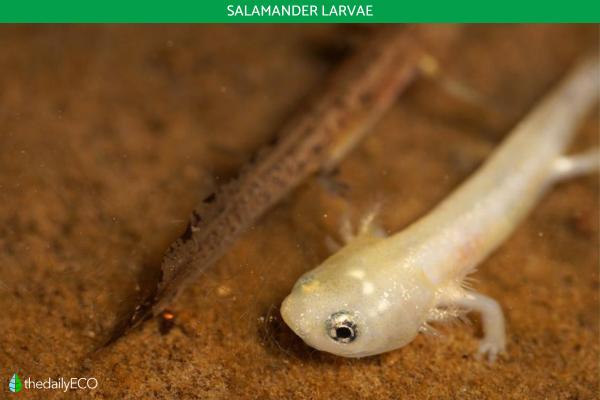 Salamander vs. Gecko Differences - Salamander vs. gecko feeding and behavior