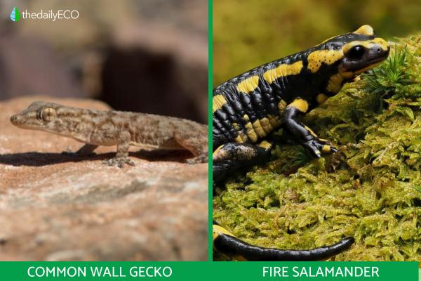 Salamander vs. Gecko Differences - Salamander vs. gecko morphology