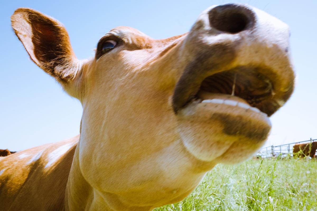 Do cows have teeth on the top of their mouth cow dentition