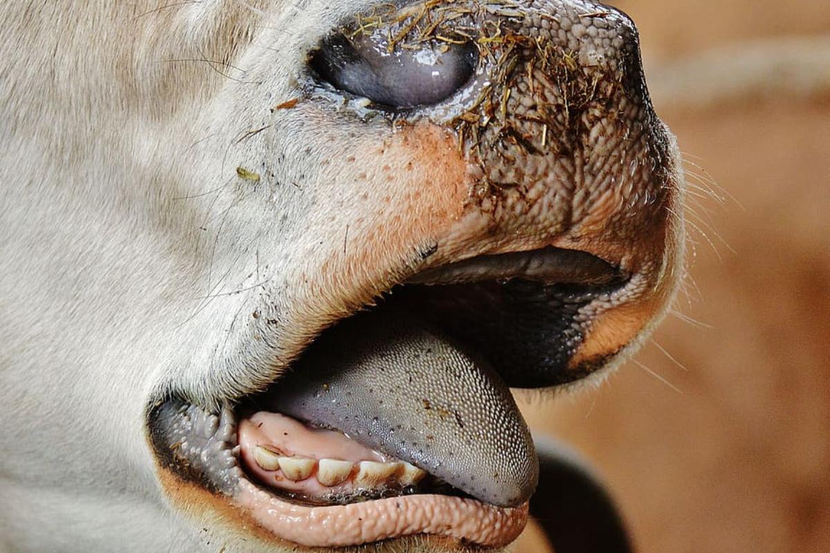 Do cows have teeth on the top of their mouth cow dentition