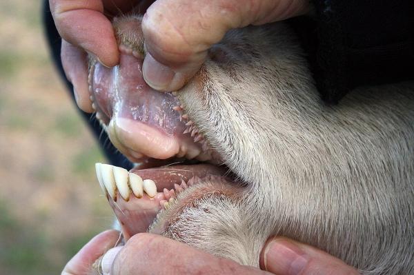 Do Cows Have Teeth on the Top of Their Mouth?