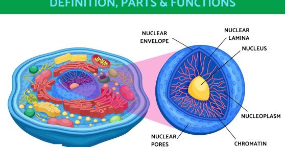 What Is a Cell Nucleus and Its Function?