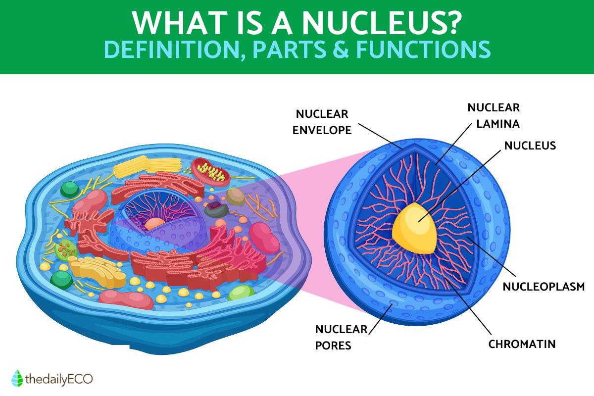 What Is a Cell Nucleus and Its Function? - With Diagrams