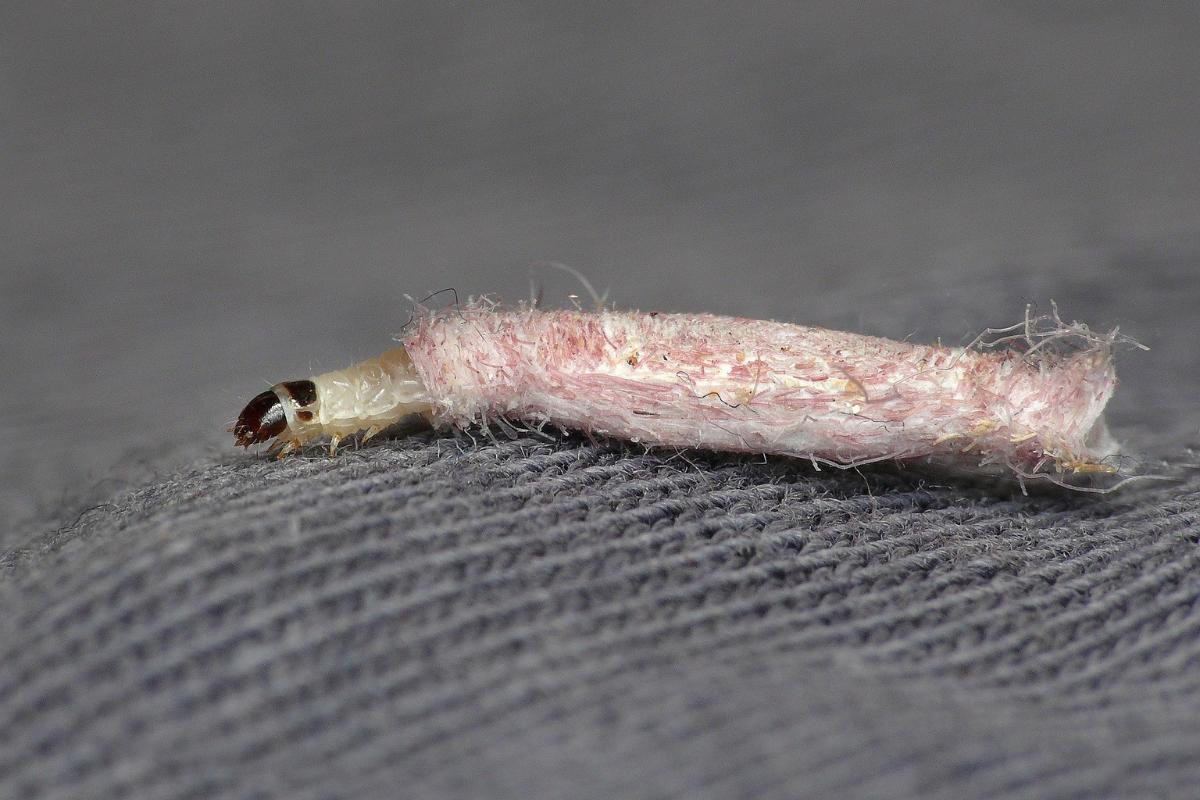 Worms Hanging From the Ceiling