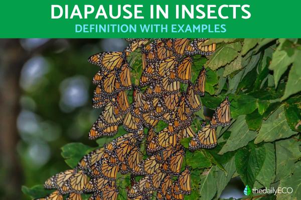 Diapause in Insects - Meaning With Examples