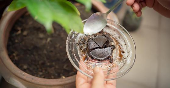 Are Coffee Grounds Good for Plants?