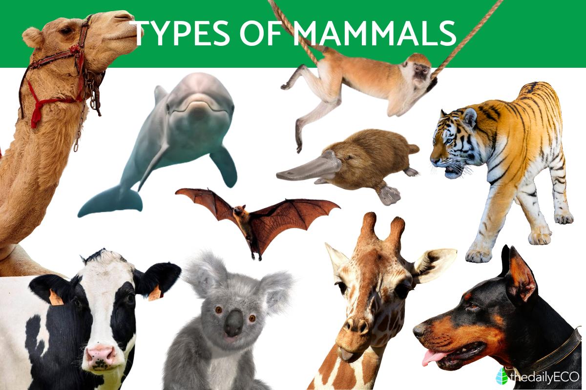 Different Types of Mammals