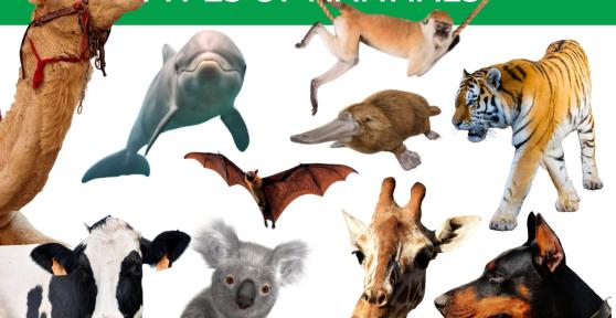 Different Types of Mammals