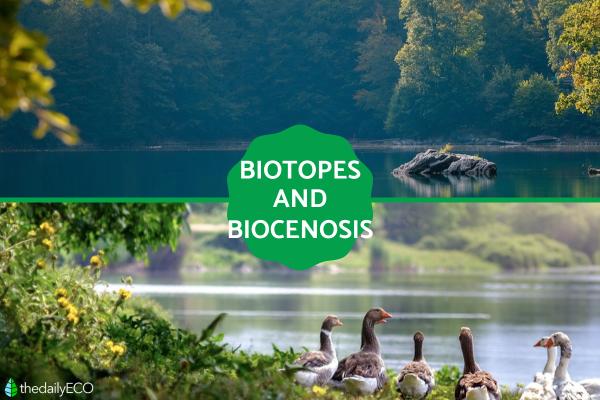 Biotopes and Biocenosis - Definition and Differences