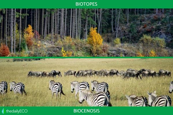 Biotopes and Biocenosis - Definition and Differences - Difference between biotopes and biocenosis