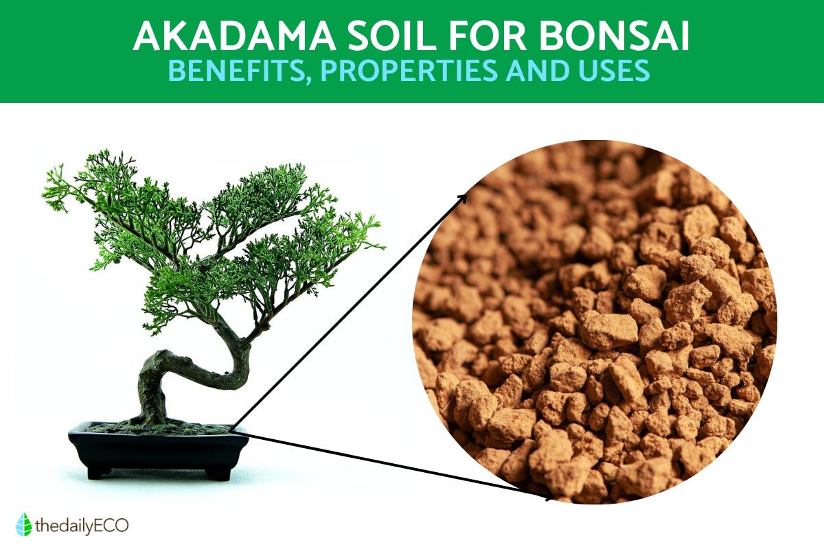 What Is Akadama Soil for Bonsai?