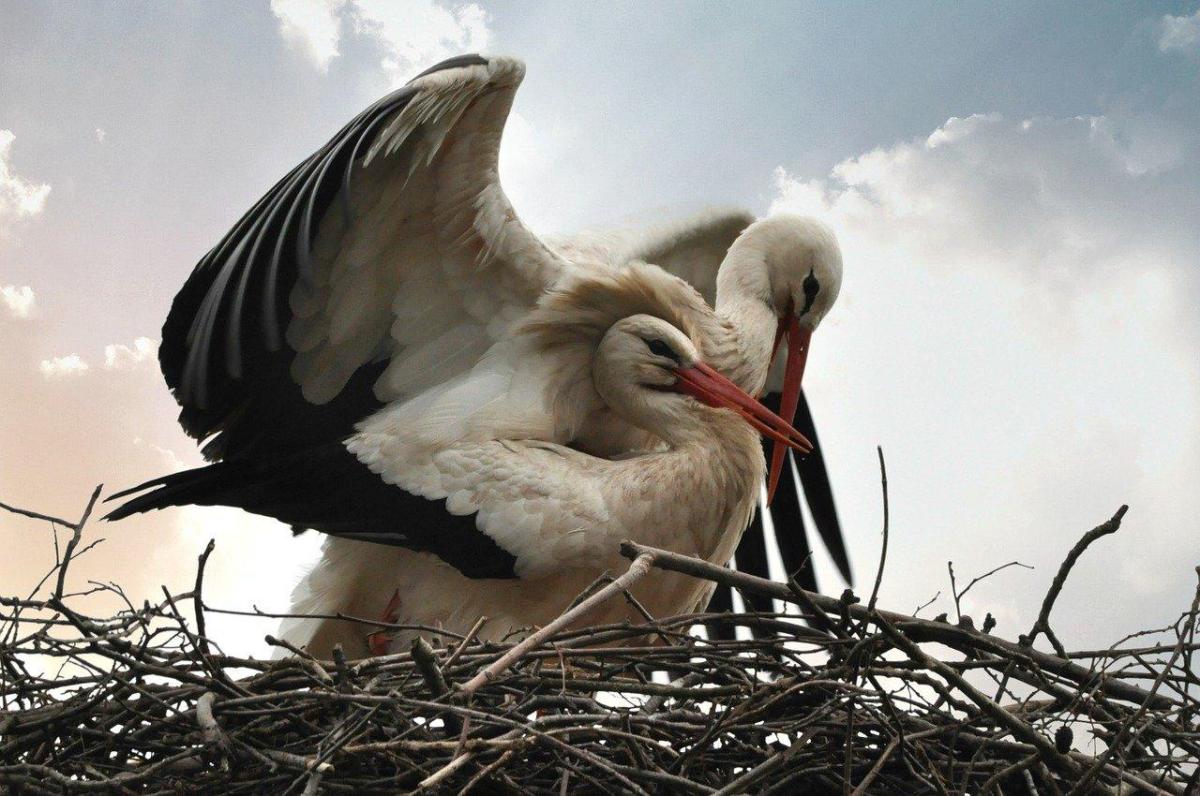 How Birds Reproduce - Stages of Bird Reproduction