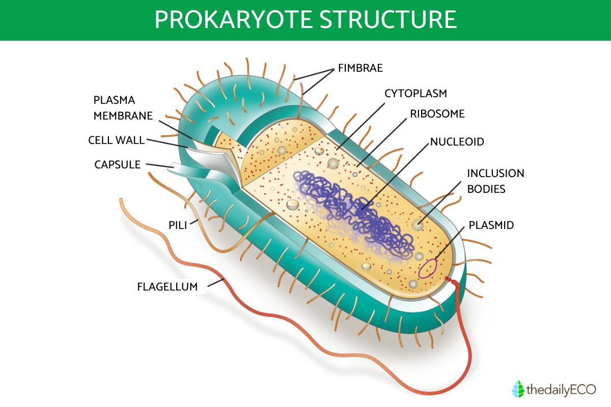 What Is A Prokaryotic Cell And Its Functions? - Definition And ...