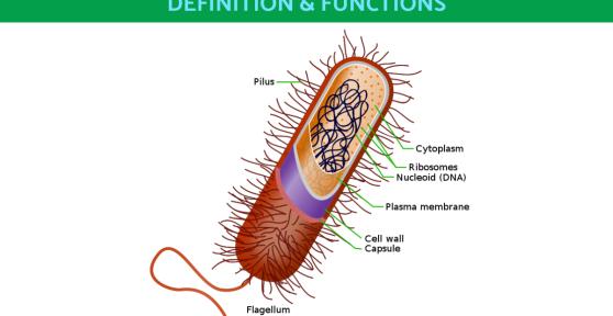 What is a Prokaryotic Cell and Its Functions?