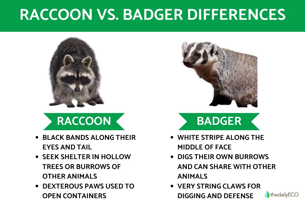 Difference Between Badger vs. Raccoon