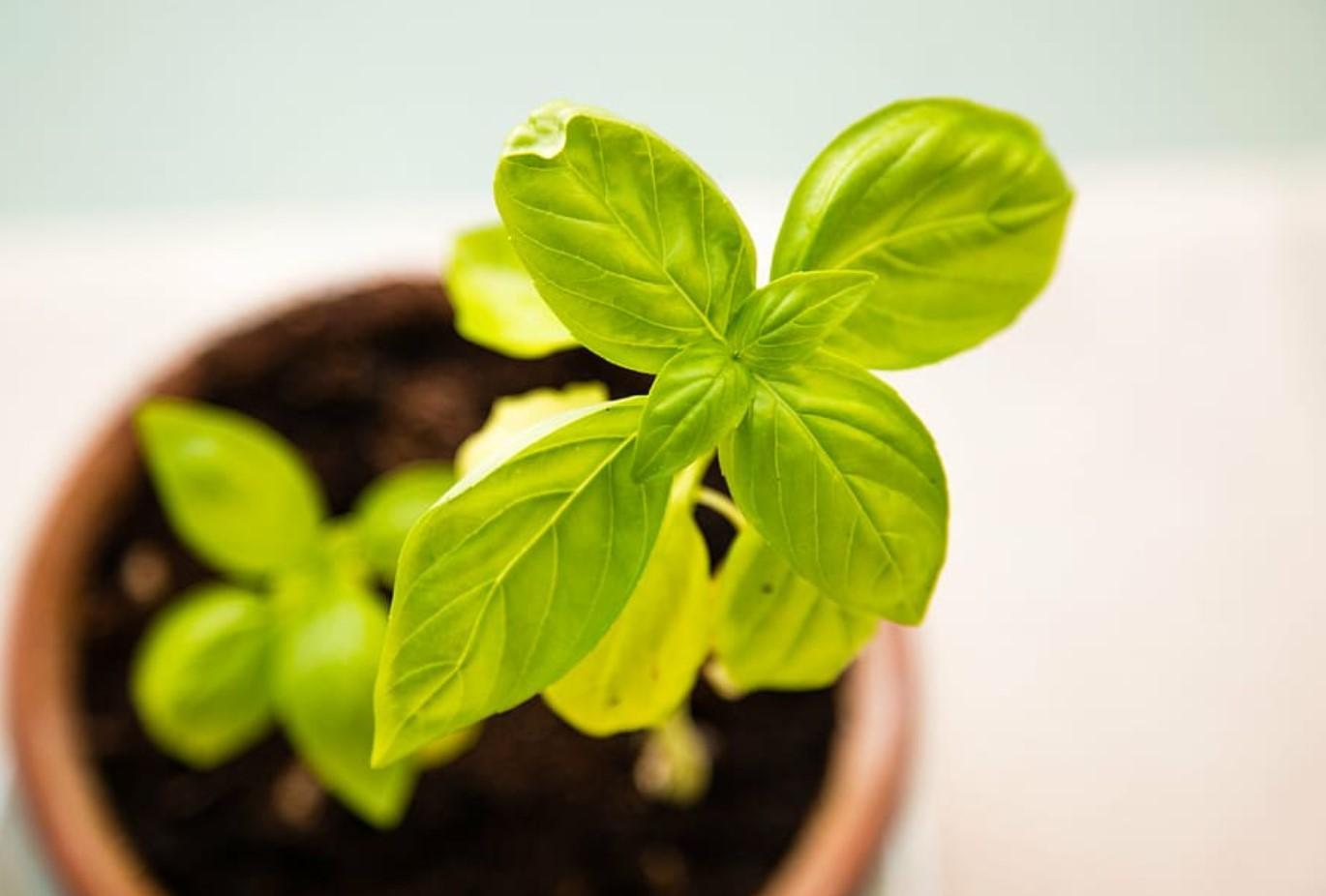 12 Plants That Smell Like Lemon Names and Photos