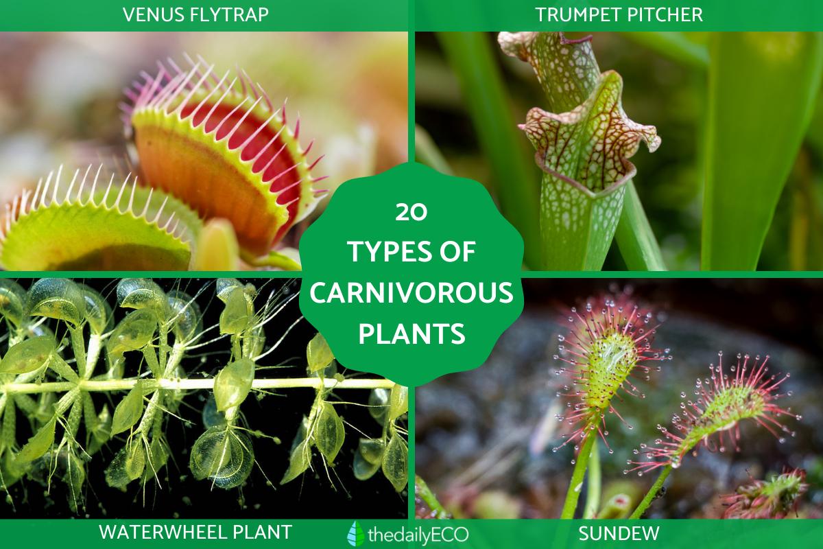 Types of Carnivorous Plants
