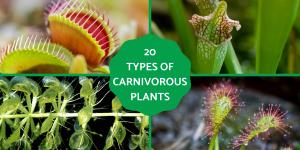 Types of Carnivorous Plants