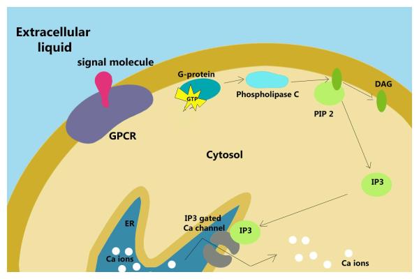 What is the Difference Between Cytosol and Cytoplasm? - What is cytoplasm?