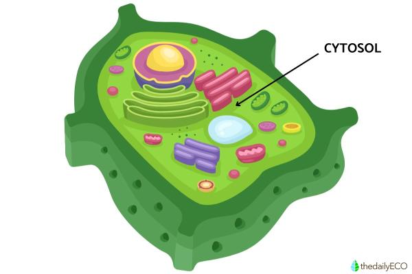 What is the Difference Between Cytosol and Cytoplasm? - What is cytosol?