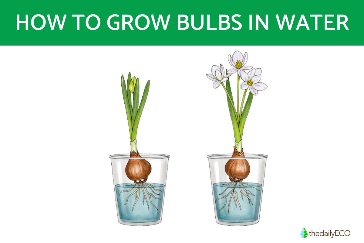 How to Grow Bulbs in Water