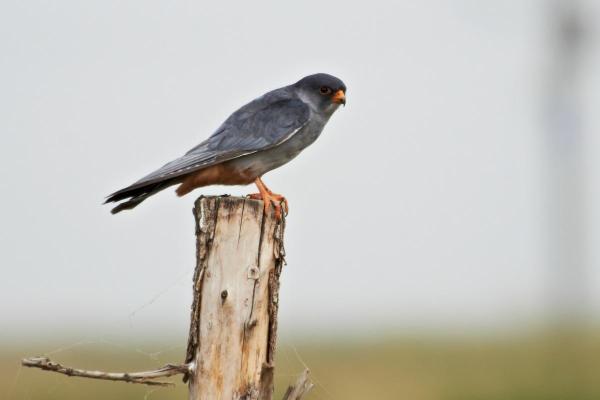 Different Kinds of Falcons With Pictures - Amur falcon (Falco amurensis)