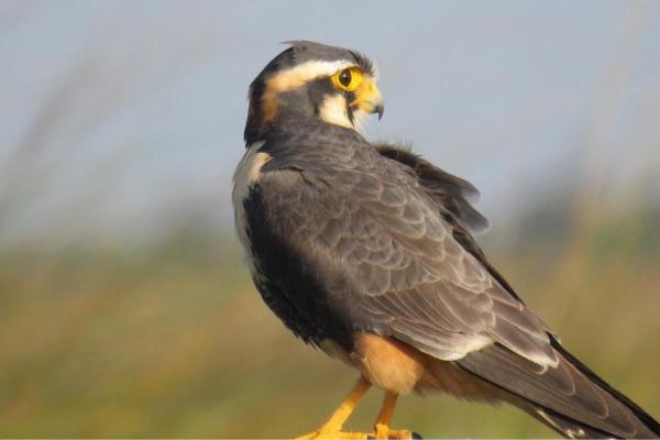 Different Kinds of Falcons With Pictures - Aplomado falcon (Falco femoralis)