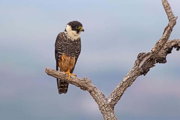 Different Kinds of Falcons With Pictures - Bat Falcon (Falco rufigularis)
