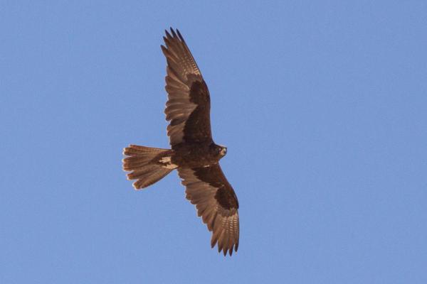 Different Kinds of Falcons With Pictures - Black falcon (Falco subniger)
