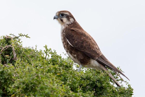 Different Kinds of Falcons With Pictures - Borwn falcon (Falco berigora)