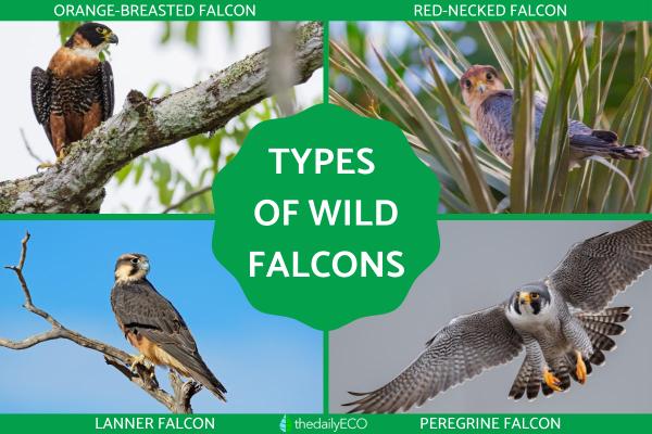 Different Kinds of Falcons With Pictures