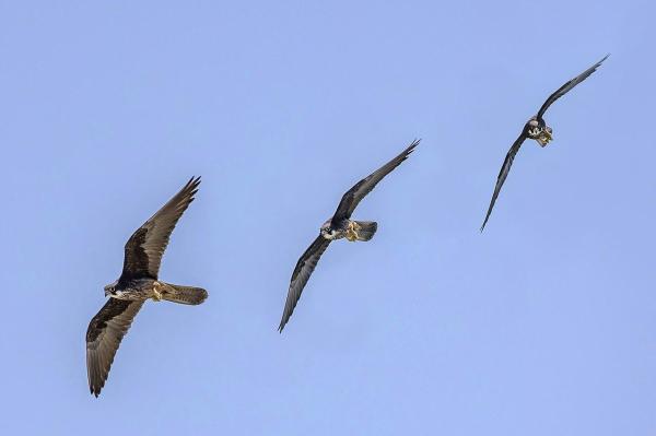 Different Kinds of Falcons With Pictures - Eleonora's falcon (Falco eleonorae)