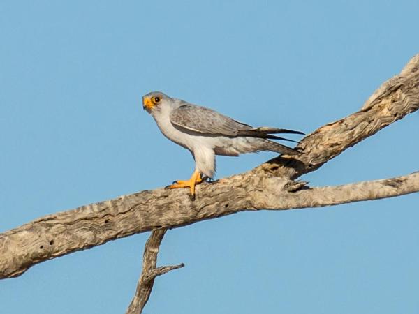 Different Kinds of Falcons With Pictures - Grey falcon (Falco hypoleucos)