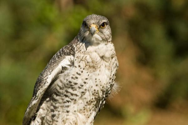 Different Kinds of Falcons With Pictures - Gyrfalcon (Falco rusticolus)