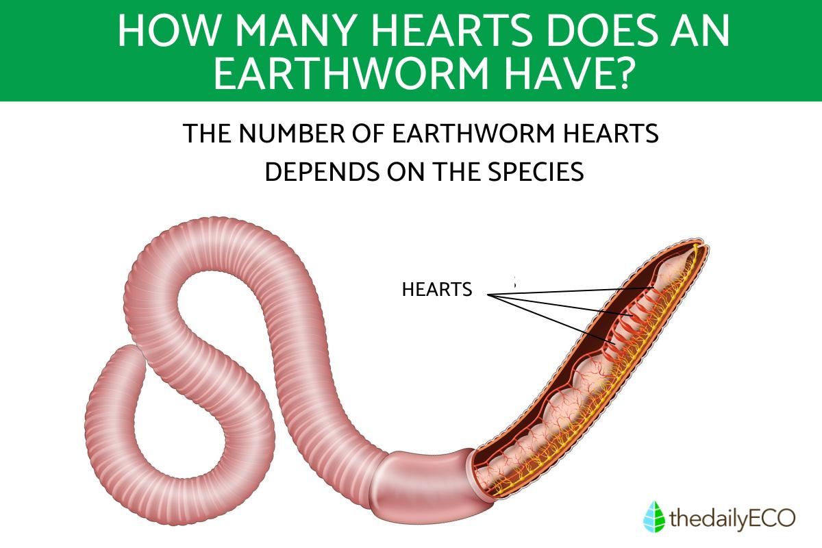 The Hearts Of Earthworms Number And Main Characteristics cardiovascular-system-anatomy-and-physiology-study-guide-for-nurses