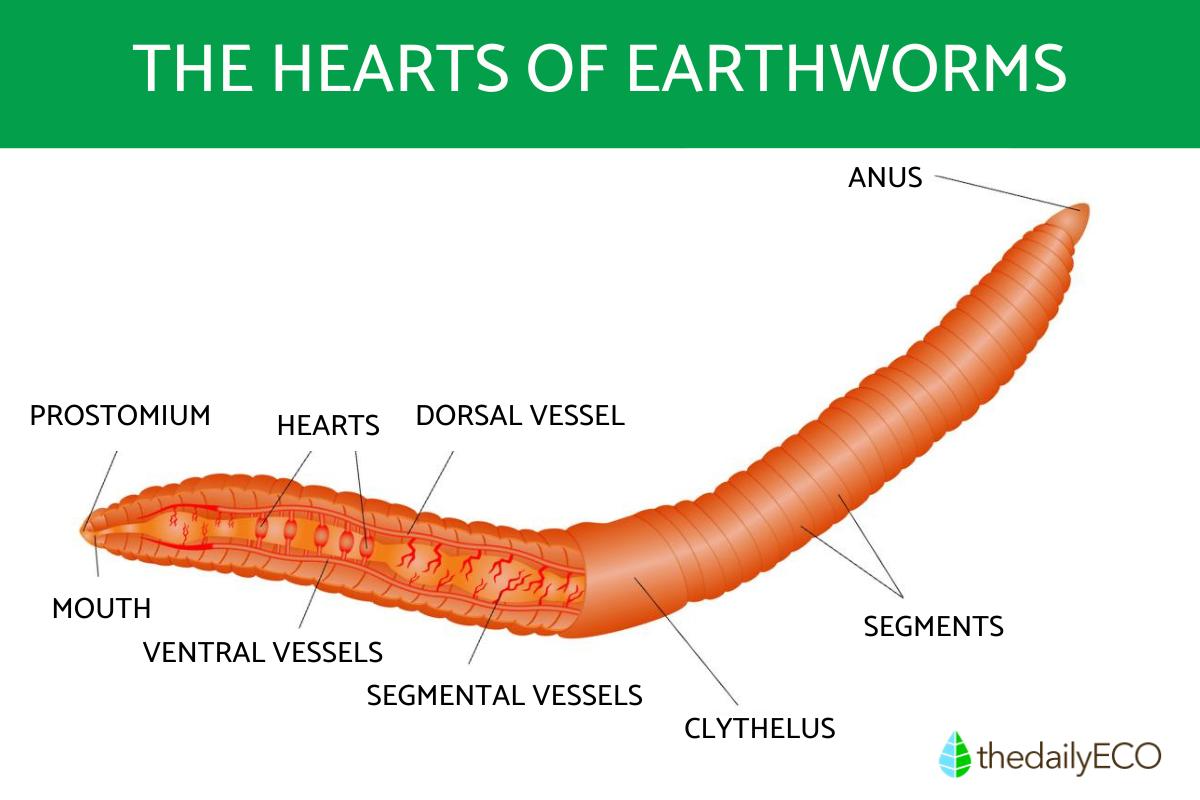 How Many Hearts Do Earthworms Have?