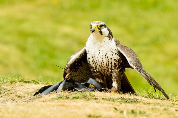 Different Kinds of Falcons With Pictures - Laggar falcon (Falco jugger)