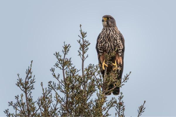 Different Kinds of Falcons With Pictures - New Zealand (Falco novaeseelandiae)