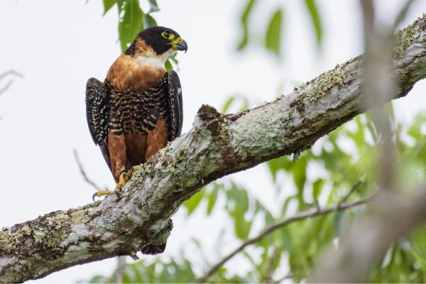 Different Kinds of Falcons With Pictures - Orange-breasted falcon (Falco deiroleucus)