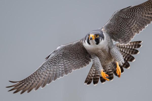 Different Kinds of Falcons With Pictures - Peregrine Falcon (Falco peregrinus)