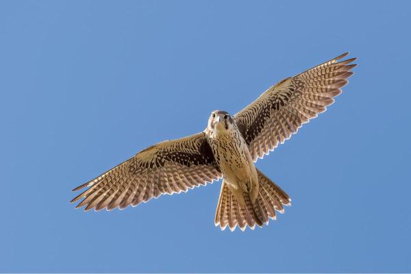 Different Kinds of Falcons With Pictures - Prairie falcon (Falco mexicanus)
