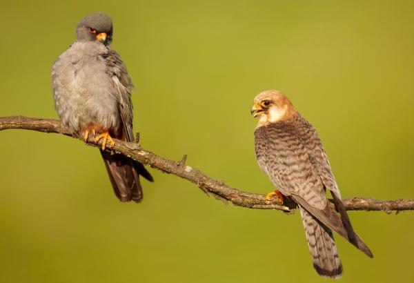 Different Kinds of Falcons With Pictures - Red-footed falcon (Falco vespertinus)