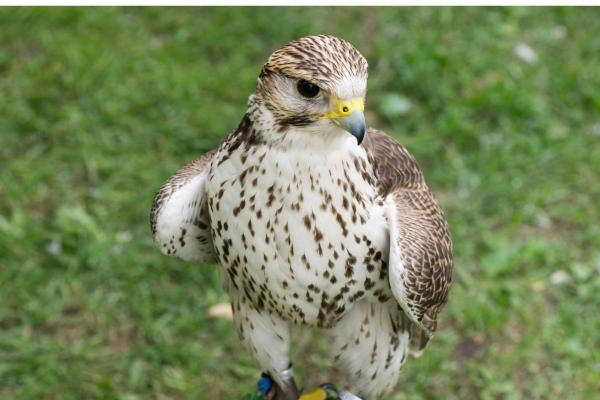 Different Kinds of Falcons With Pictures - Saker falcon (Falco cherrug)
