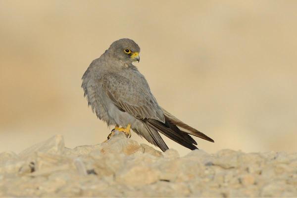 Different Kinds of Falcons With Pictures - Sooty falcon (Falco concolor)