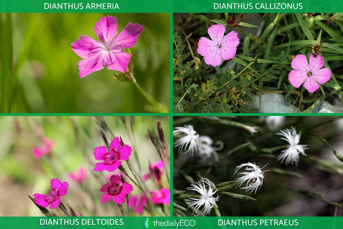 17 Types of Carnations Dianthus Plant Species With Photos