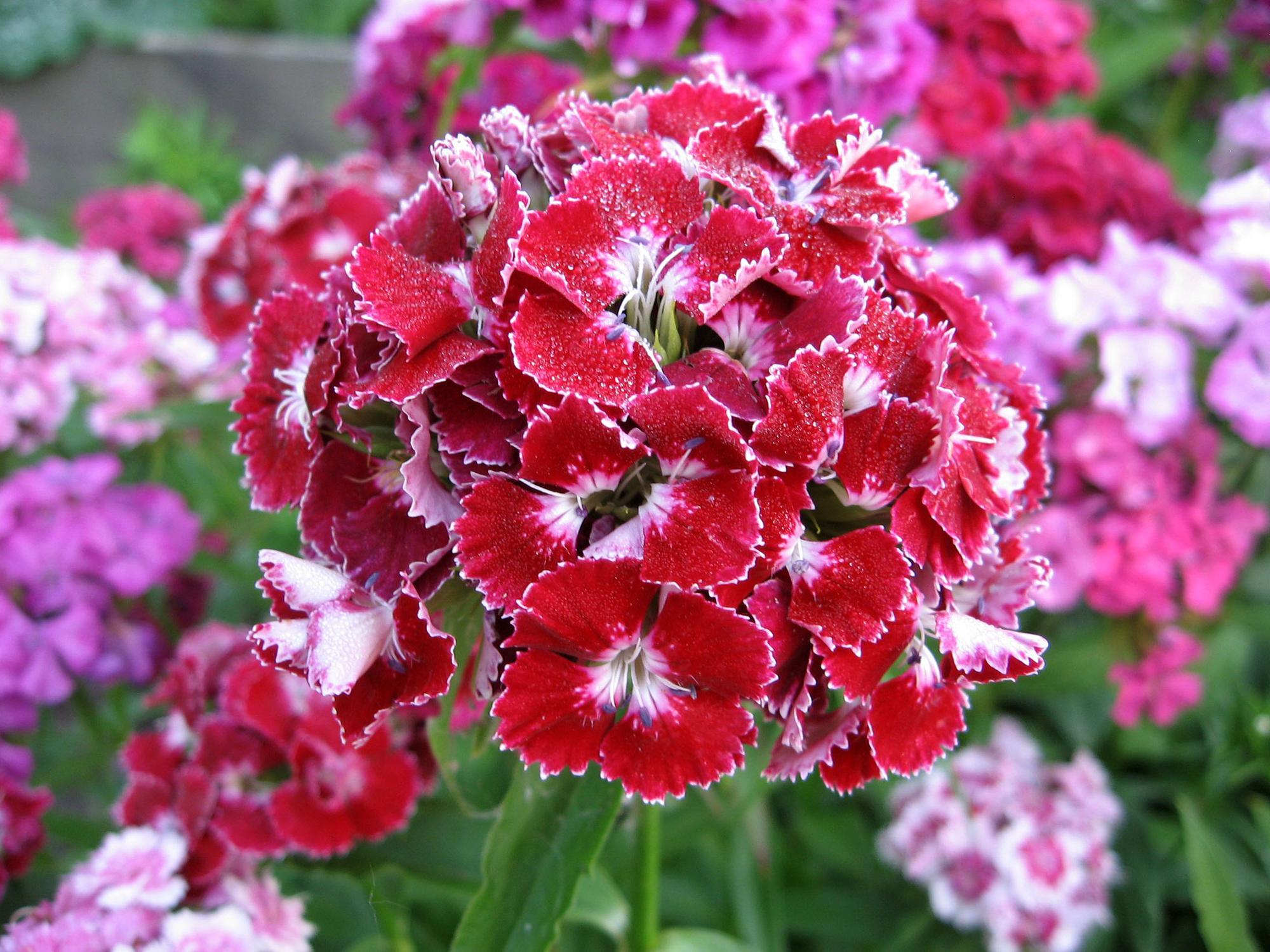 17 Types of Carnations - Dianthus Plant Species With Photos