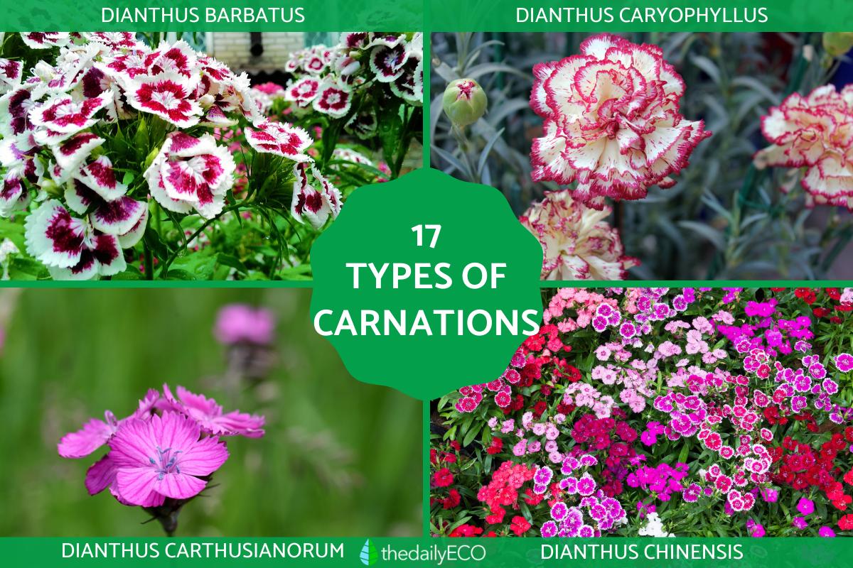 Types of Carnations - Dianthus Plant Species