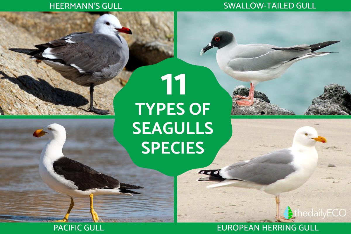 11 Types of Seagulls Photos Names and Facts
