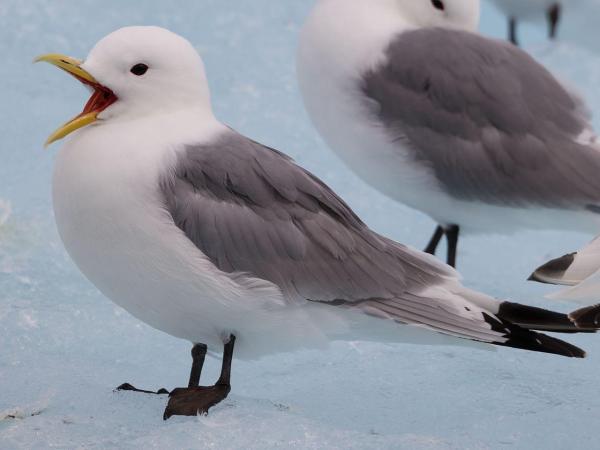 Are There Different Kinds of Seagulls? - Black-legged Kittiwake (Rissa tridactyla)